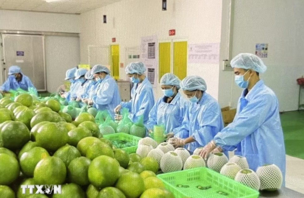 European Businesses' Confidence Index in Vietnam Rises Sharply