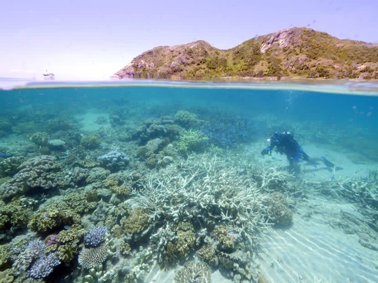 Top Coral Reef Diving Destinations in Viet Nam for Summer 2026