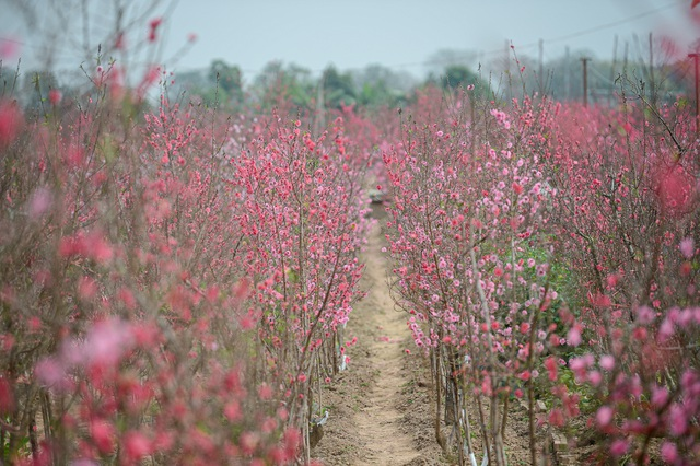 gorgeous scene in northern vietnams largest peach blossom growing hub