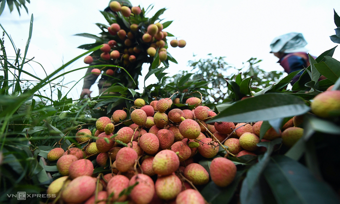 Government permits Chinese traders to enter Vietnam to buy lychees