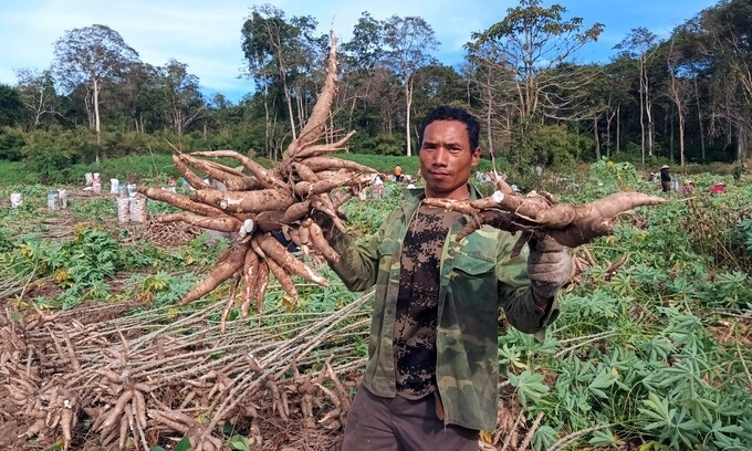 Vietnam’s cassava exports enjoy surge in first four months of 2021