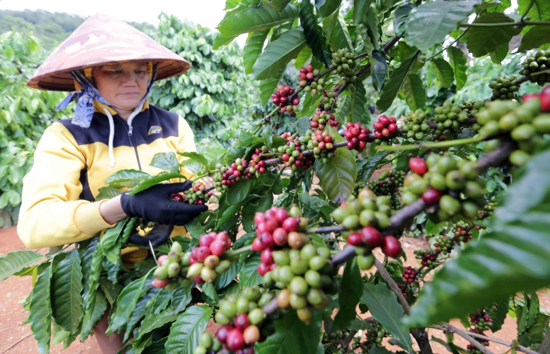 Japanese beverage firm supports Vietnam’s coffee growers
