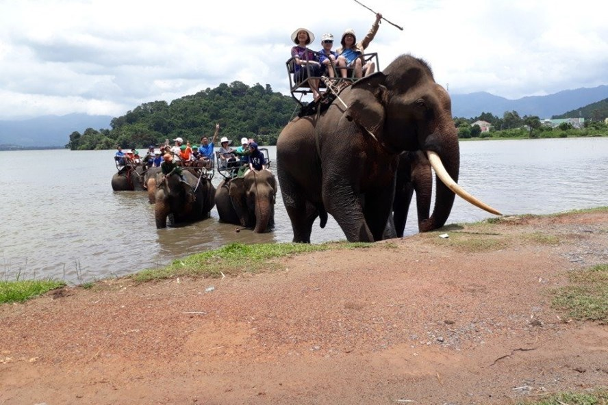 Elephant riding tours in Vietnam are called for the removal by conservationists Elephant riding tours in Vietnam are called for the removal by conservationists