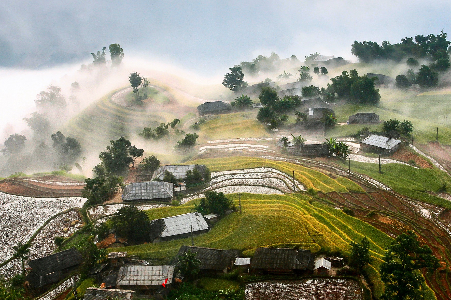 captivating scenes of hoang su phi ripening terraced fields