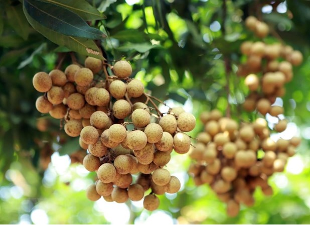 large batches of fresh vietnamese longan enter australian market