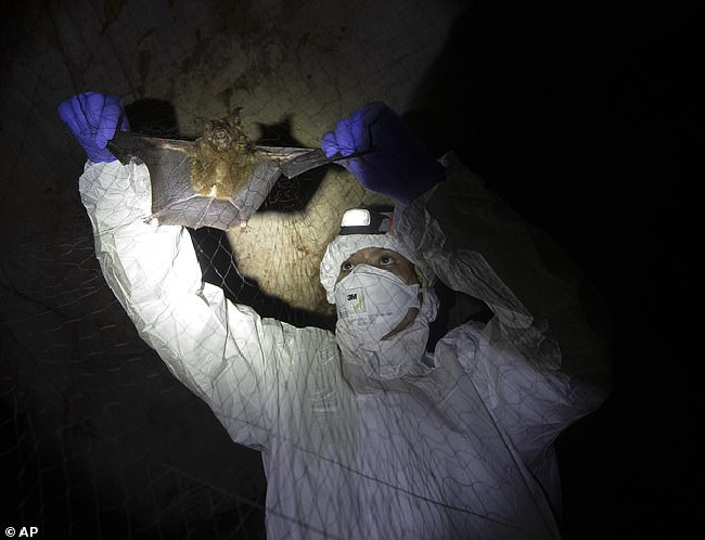 covid 19 first appeared in chinese miners back in 2012 scientists say