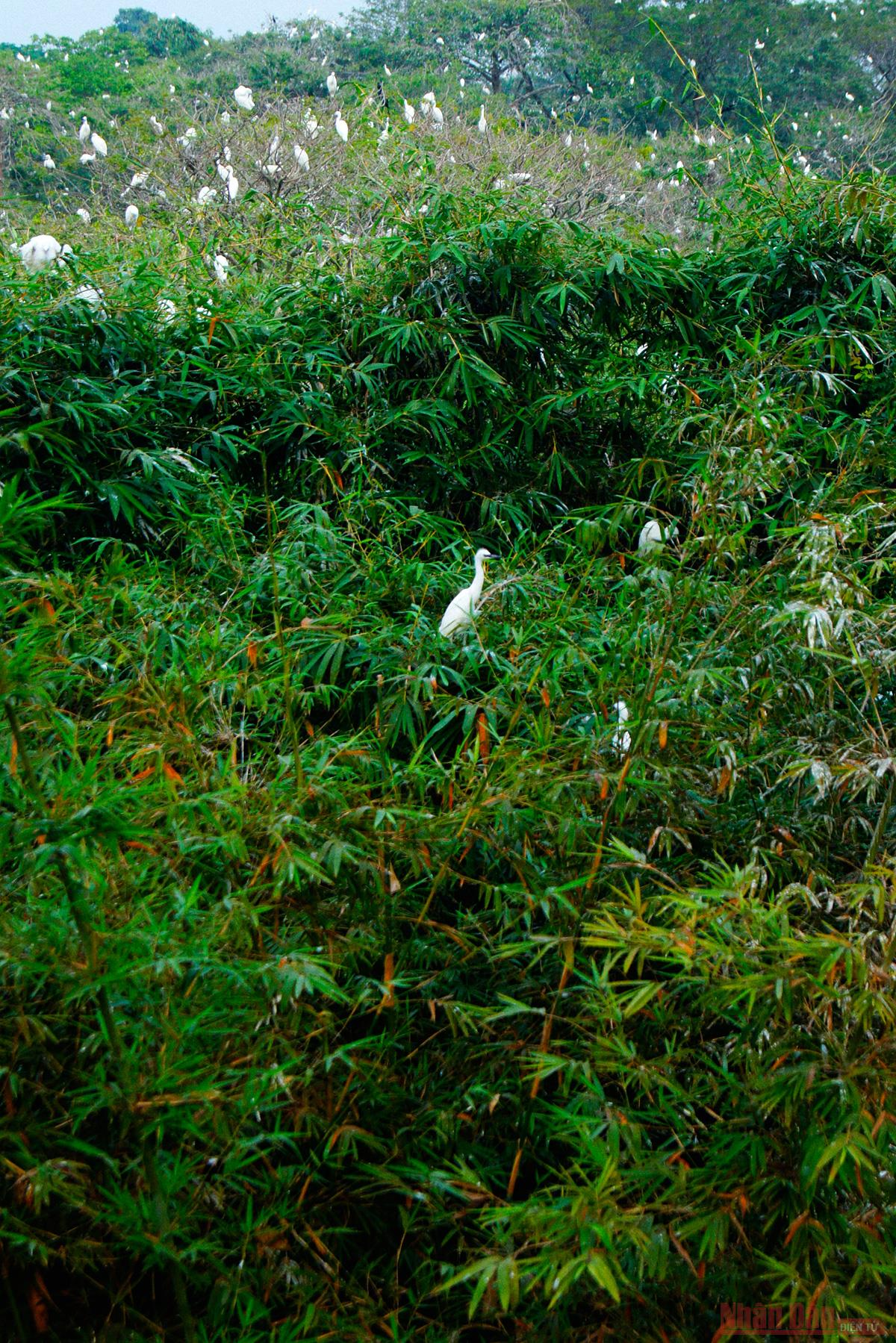 Bang Lang Stork Garden, the largest bird sanctuary in Vietnam’s Mekong Delta