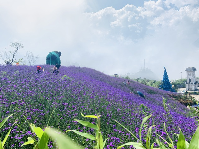 In photos: Ravishing violet flowers embellish beauty of Sa Pa
