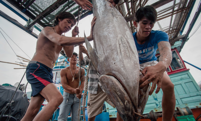 vietnams tuna exports to eu surge thanks to evfta