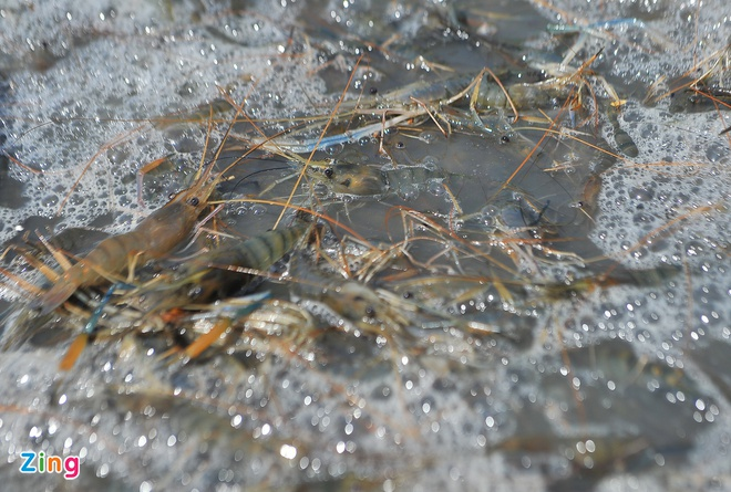 vietnam remains the leading shrimp exporter to canada