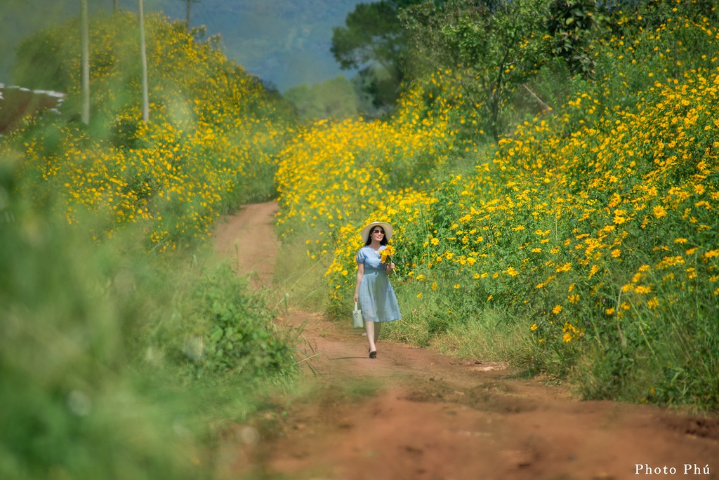 ravishing flower seasons in da lat in november