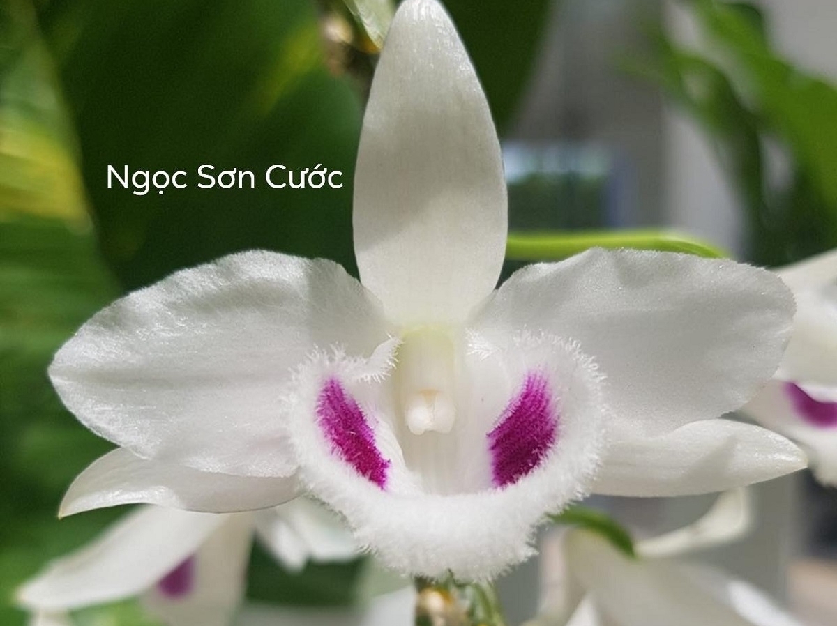 Speculations around Vietnamese mutant orchid sold for US$11 million