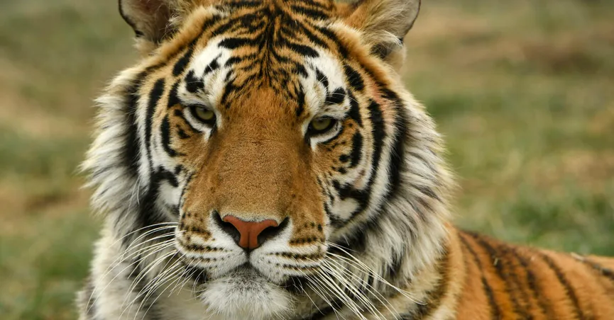 tiger detected positive for coronavirus in the us raising queries about transmission in animals