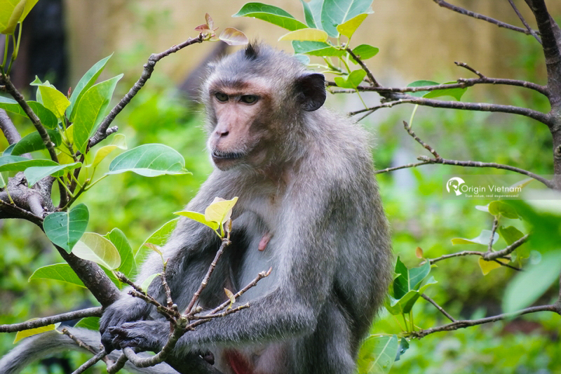 Exploring Bai Tu Long National Park the untouched and newly-emerged summer paradise