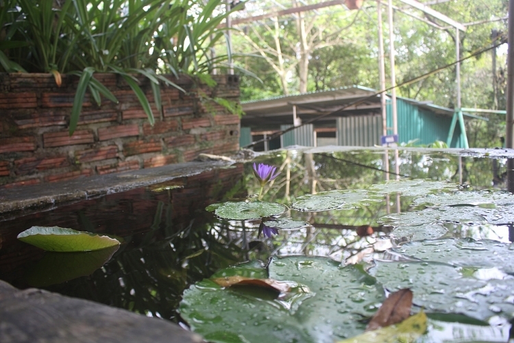 linh quang pagoda dien bien the cultural and religious corner for people living along the border