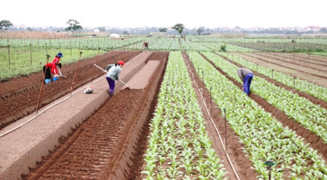 Cooperatives need support in face of COVID-19