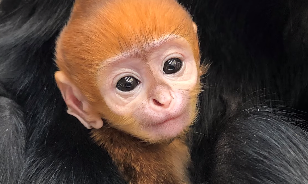 endangered baby langur in philadelphia given vietnamese name