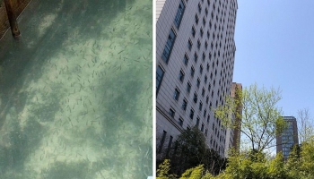 Environmental improvement – the silver lining amidst COVID-19 outbreak