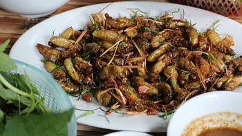 Dried milk cicadas, the taste of Son La