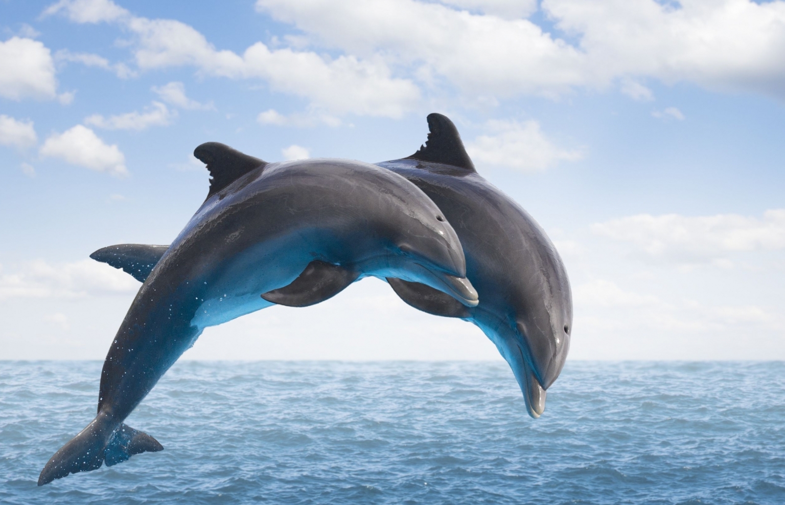 dolphins appearance off central coast of vietnam sparks excitement