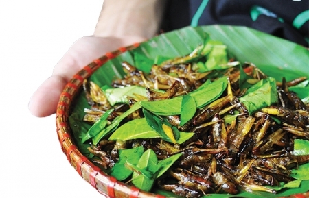Roasted grasshoppers, the alluring crunchiness