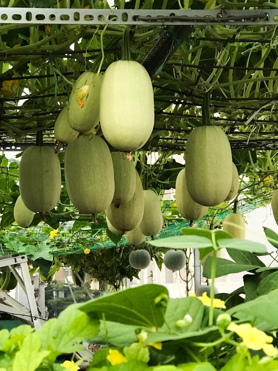 rooftop garden laden with giant fruits and veggies