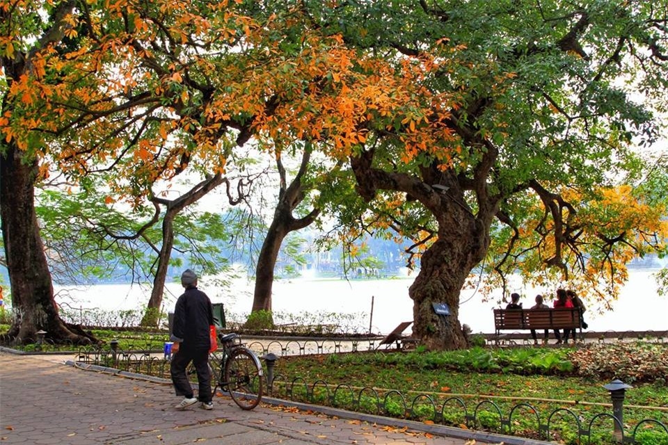 Hoan Kiem Lake shows off glamour during freshwater mangrove's fall foliage season