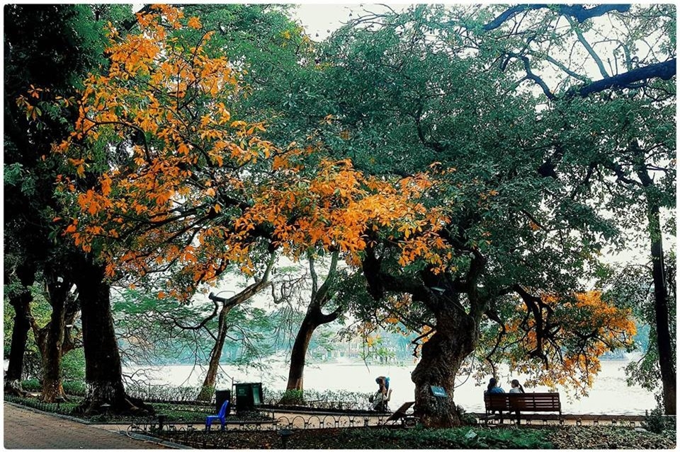 hoan kiem lake shows off glamour during freshwater mangroves fall foliage season
