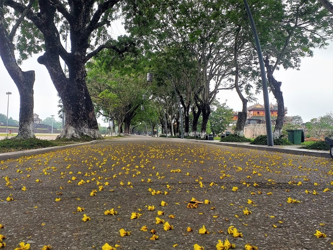 hue draws attentions with summer flower carpets