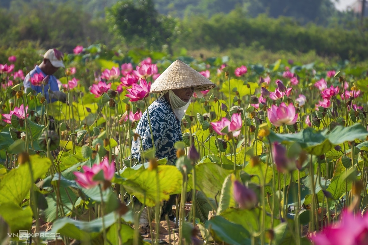 Blooming lotus flowers color the charming city of Hue