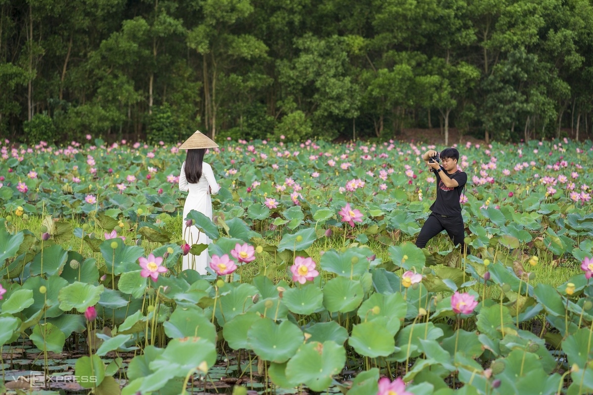 Blooming lotus flowers color the charming city of Hue