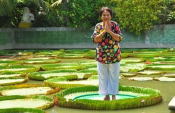 giant lotus leaf adult can stand up floating on its surface