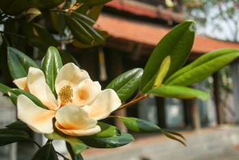 land lotus in boi khe temple a precious gift from mother nature