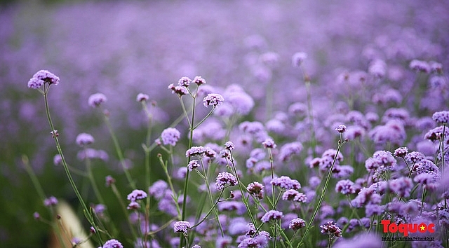 Enchanting violet flowers colors the dreamy northern town of Sapa Enchanting violet flowers colors the dreamy northern town of Sapa