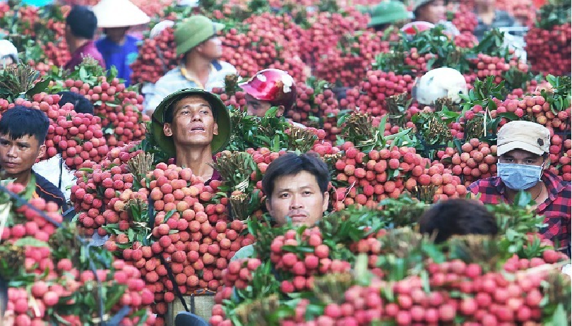 Online trading floor, a booster for Vietnam's lychee consumption post COVID-19 