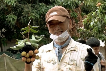 'Pick off and enjoy lychees' model attracts Japanese visitors pick off and enjoy lychees model attracts japanese visitors