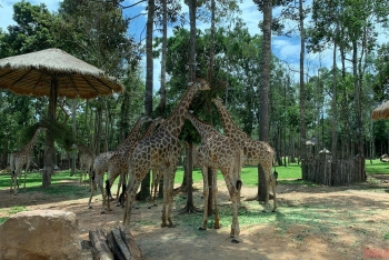 Vinpearl Safari Phu Quoc, a ticket to the wilderness Vinpearl Safari Phu Quoc, a ticket to the wilderness