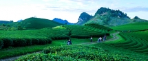 moc chau plateau magnificent picture of nature