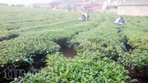 moc chau spacious tea hills