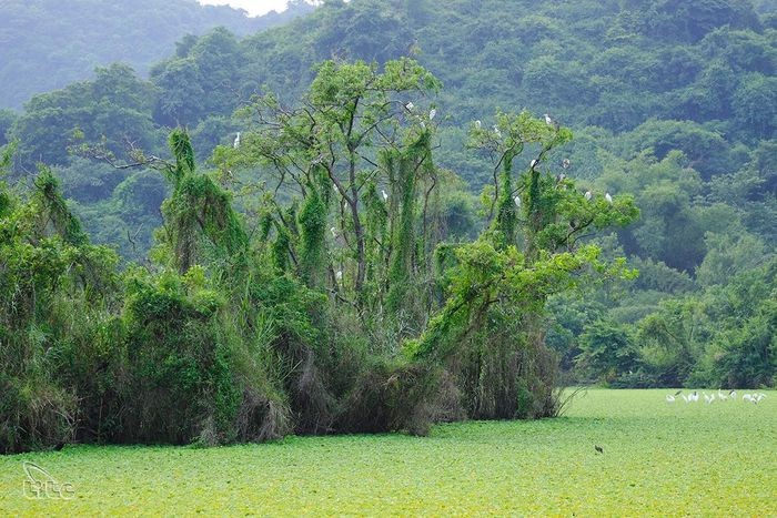 Discover the Attractiveness of Thung Nham Bird Garden