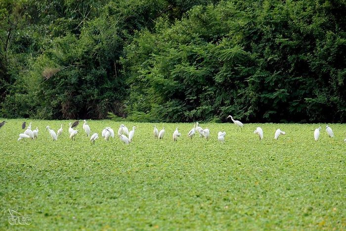 Discover the Attractiveness of Thung Nham Bird Garden