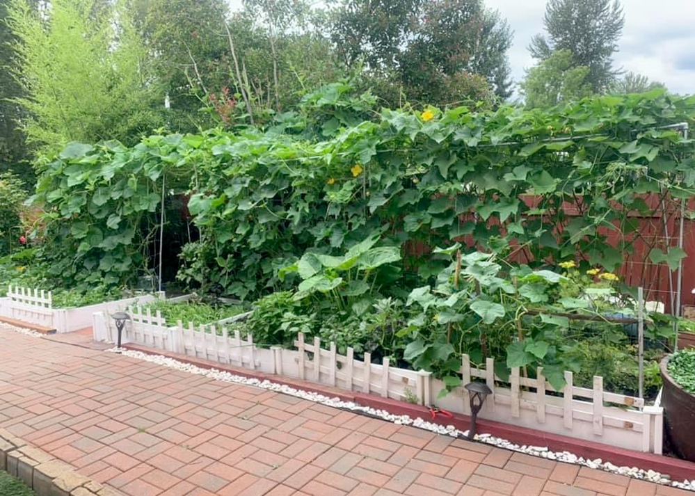 Dreamlike Vietnamese garden in the US Dreamlike Vietnamese flowers and veggies garden in the US