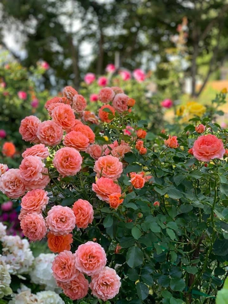 Dreamlike Vietnamese garden in the US Dreamlike Vietnamese flowers and veggies garden in the US