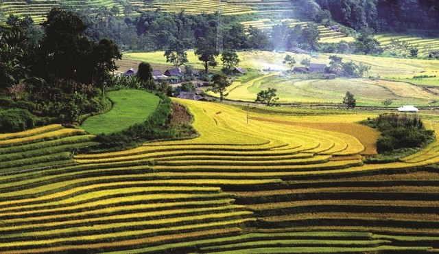 the allure of golden terraces in ta leng