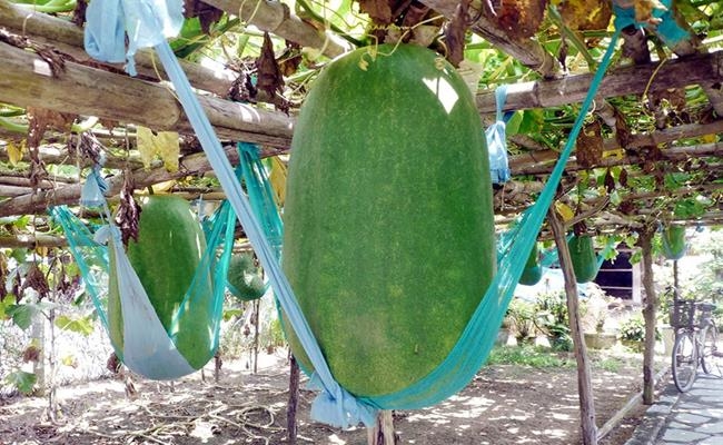 Weirdly giant fruits in Vietnam lesser known to local people Weirdly giant fruits in Vietnam lesser known to local people