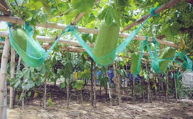 Weirdly giant fruits in Vietnam lesser known to local people Weirdly giant fruits in Vietnam lesser known to local people