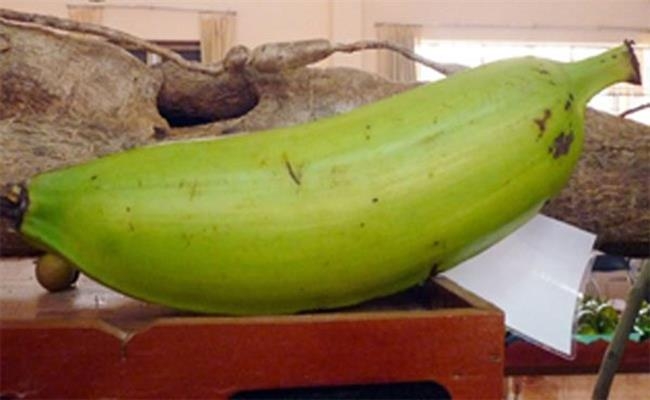 Weirdly giant fruits in Vietnam lesser known to local people Weirdly giant fruits in Vietnam lesser known to local people