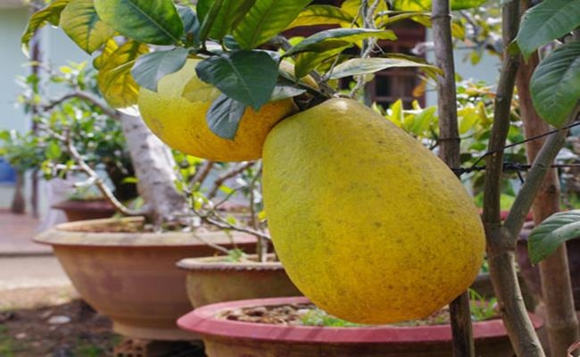 Weirdly giant fruits in Vietnam lesser known to local people Weirdly giant fruits in Vietnam lesser known to local people