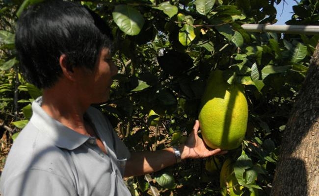 Weirdly giant fruits in Vietnam lesser known to local people Weirdly giant fruits in Vietnam lesser known to local people