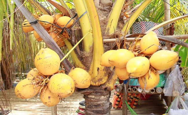 Weirdly giant fruits in Vietnam lesser known to local people Weirdly giant fruits in Vietnam lesser known to local people